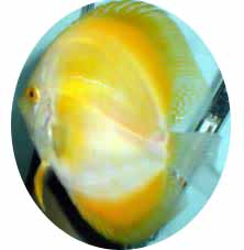 Super Yellow Marlboro Discus Fish - 2.5 inch